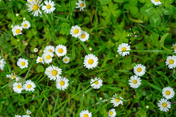 Little white daisies on a green background.