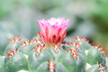 Closeup and Selective Focus Cactus flower,The color and beauty of pollen.