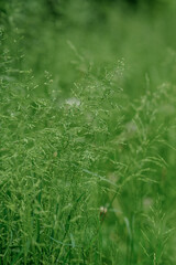Green wild grass on the sidelines. Close-up.