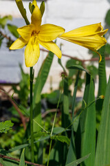 Fototapeta na wymiar Yellow daylily (Hemerocallis lilioasphodelus) in a garden