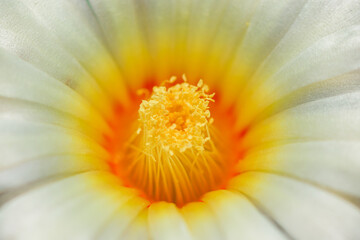 Closeup and Selective Focus Cactus flower,The color and beauty of pollen.
