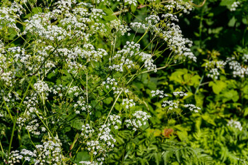 Water hemlock (Conium maculatum) flowers