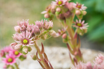 hauswurz im steingarten