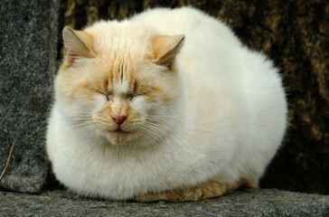 Plump cat