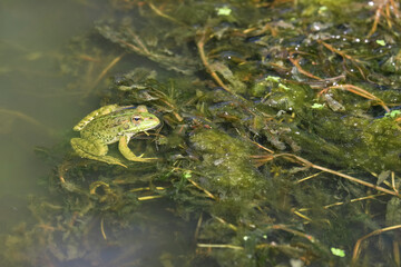 Grenouille verte