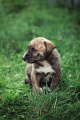 puppy on grass