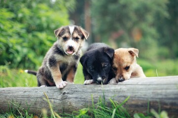 puppies sit on the grass.