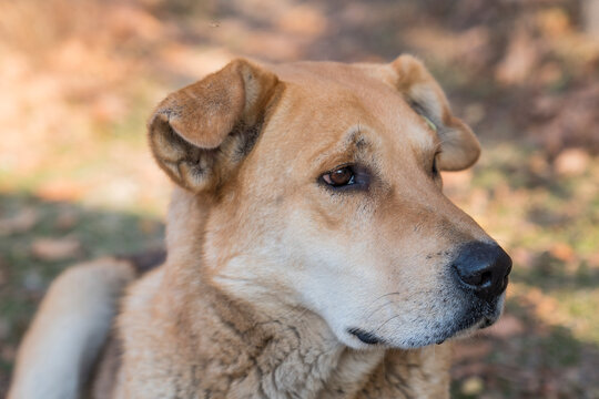 "Hair Of The Dog" Images – Browse 244 Stock Photos, Vectors, and Video ...