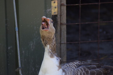 Goose in the summer time outside on the farm eating looking grey and white