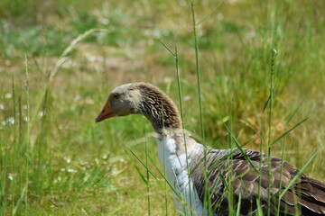 goose in the summer time on grass with flowers