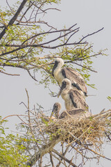  juveniles of painted storks also known As mycteria leucocephala standing and siting in their nest at Bharatpur bird Sanctuary in Rajasthan India on 21 November 2018