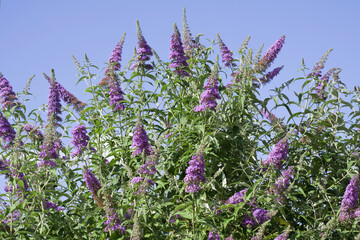 Obraz premium Lilas d'été