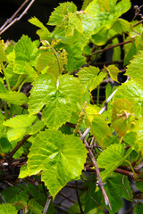 grapefruit green fresh leafs