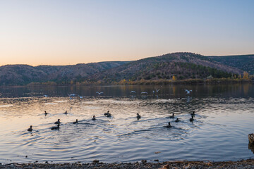 Naklejka premium The lake and waterfowl in the dusk