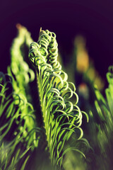 Cycas Cycaspalme Pflanze Farn