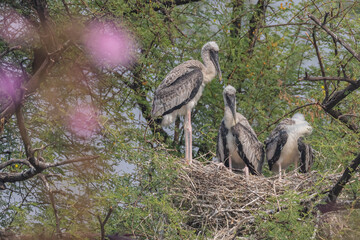  juveniles of painted storks also known As mycteria leucocephala standing and siting in their nest at Bharatpur bird Sanctuary in Rajasthan India on 21 November 2018