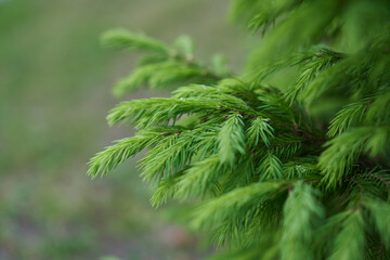 Background of Christmas tree branches. Branches closeup view. Green Christmas tree branches