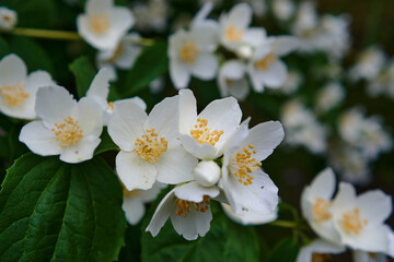 white summer flowers tender romantic floral background. White flower in gaden. White flowers background
