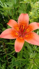 Fototapeta premium orange tiger lily