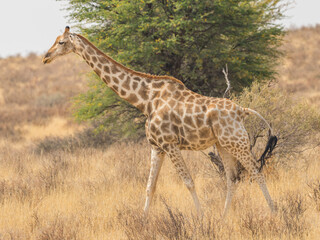 A Giraffe in the Kalahari Desert
