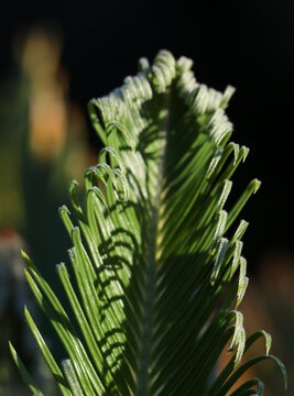 Cycas Cycaspalme Pflanze Farn