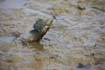 Mudskipper is jumping for display.