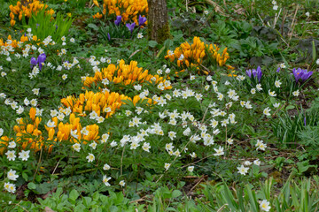 Colorful flowerbed with white wood anemones and Yellow and purple saffron crocus, Anemone nemorosa and Crocus vernus