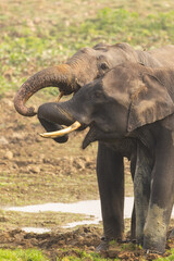 Two baby elephants with tusks playing together with their trunks in Assam India 