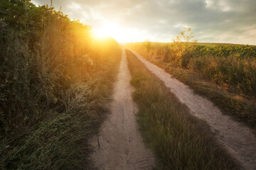 The pathway in the middle of the green field on the sunset