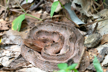 Fototapeta premium Malayan Pit Viper dangerous snake in Thailand and Southeast Asia. 