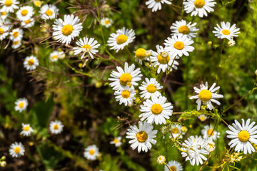 photo fields with daisies, summer, meadow