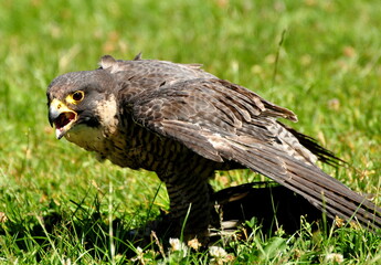Hawk