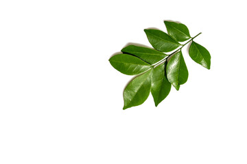 Fresh green leaves branch isolated on white background.