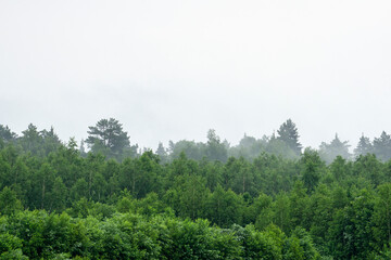 Forest during fog and cloudy rainy weather. Forest background and foggy weather