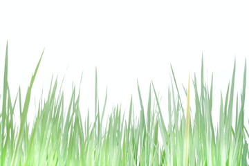 Fototapeta na wymiar Softly style with blurry shade of a paddy field in a land on white isolated background for green foliage backdrop