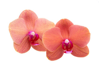 Fototapeta na wymiar Orange phalaenopsis or exotic orchid flower isolated on the white