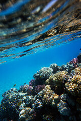 coral reef in Egypt, Makadi Bay