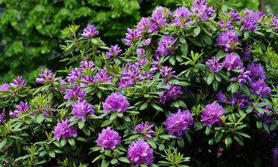 Blooming rhododendron