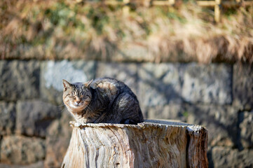 木の上で寝ている猫
