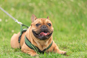Fototapeta premium Photo of a French Bulldog in park