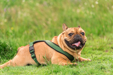 Photo of a French Bulldog in park