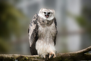 fierce harpy