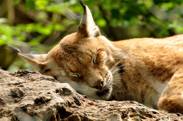 Lynx in the zoo