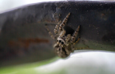 little cute curious spider sits on a metal handrail, selective focus image