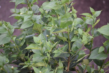 Obraz premium Nature, Plants, Flowers, Greenery, Sky, Sun, Freedom
