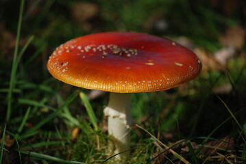 Red mushroom in the forest