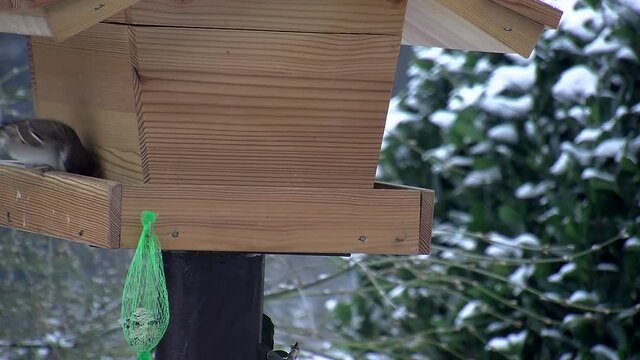 Spatzen und ein Buntspecht bei leichten Schneefall am Vogelhaus