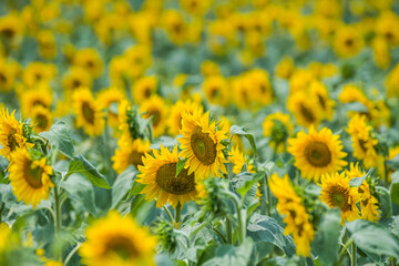 Detail view of a sunflower plant in a big field of sunflower
