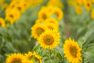 Detail view of a sunflower plant in a big field of sunflower