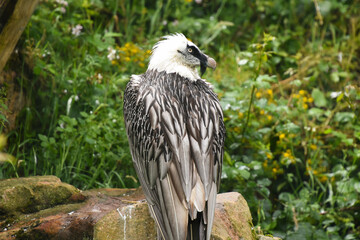 bearded vulture